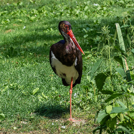 Black stork