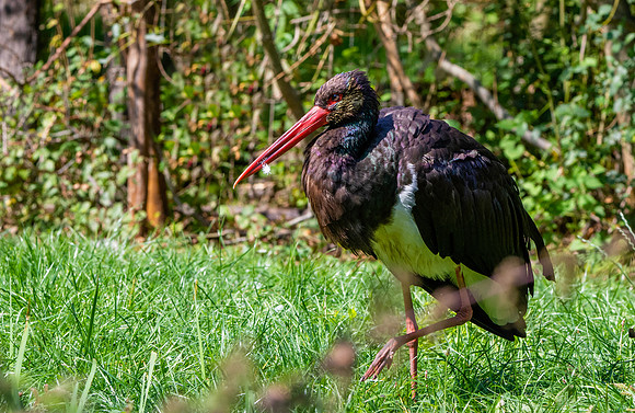 Black stork