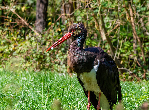 Black stork
