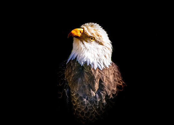 American Bald Eagle