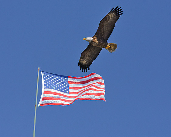 American Bald Eagle