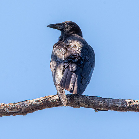 American crow