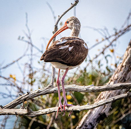 American white ibis