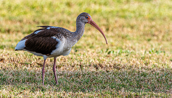 American white ibis
