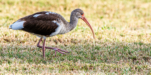 American white ibis