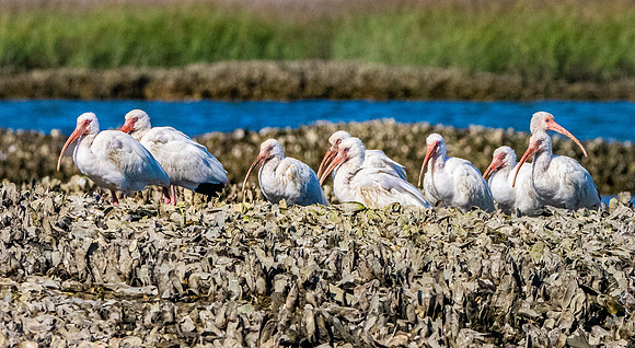 American white ibis