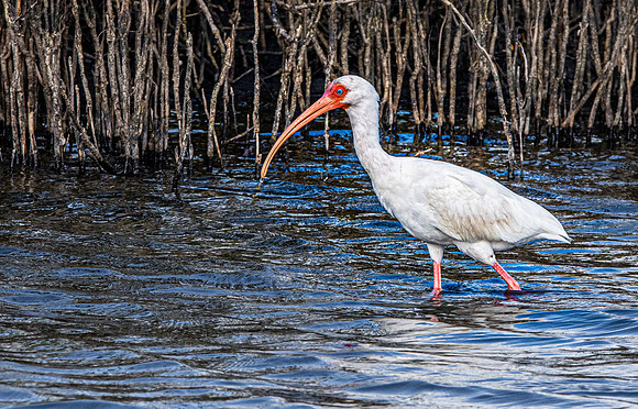 American white ibis