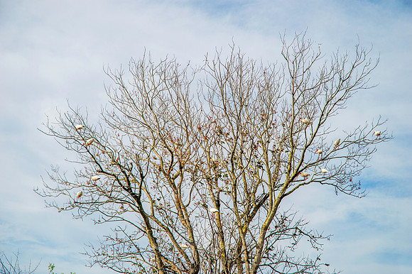 American white ibis
