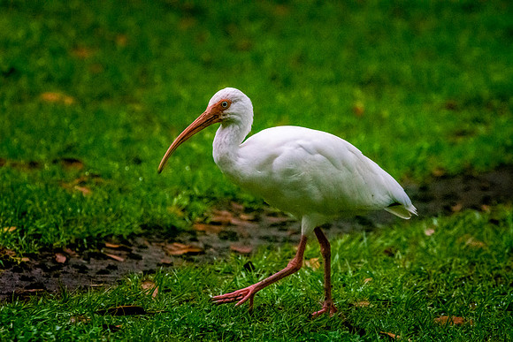 American white ibis