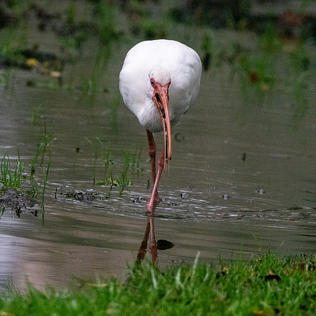 American white ibis