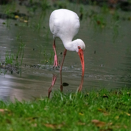 American white ibis