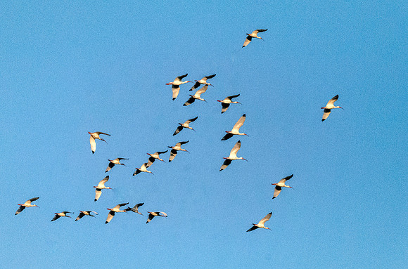 American white ibis