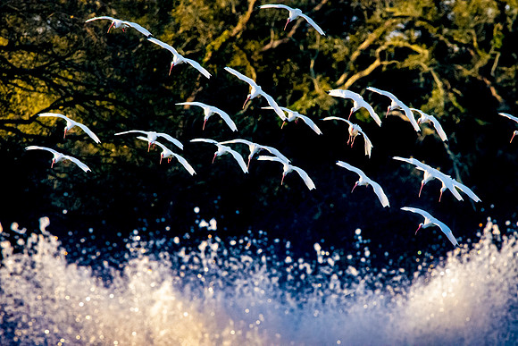 American white ibis