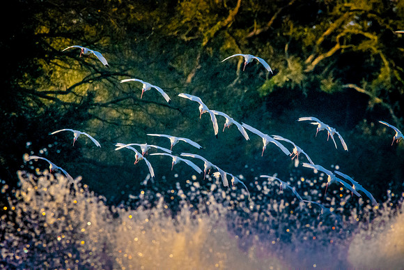 American white ibis