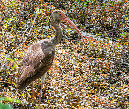 American white ibis