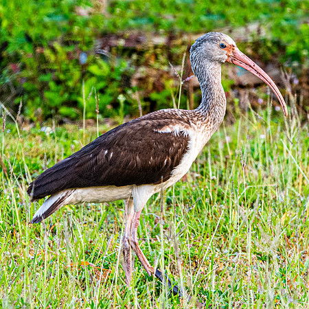 American white ibis