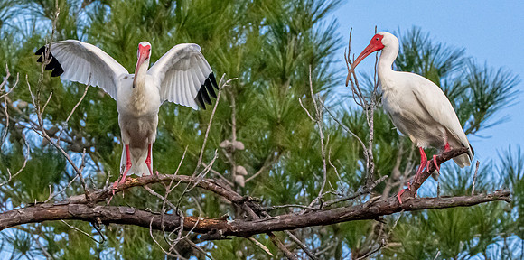 American white ibis