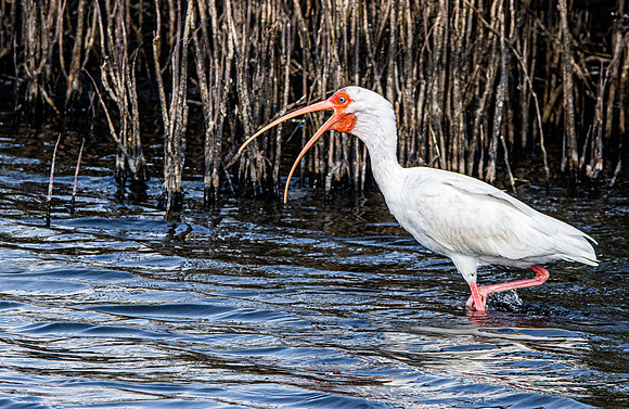 American white ibis