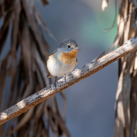 Red breasted flycatcher