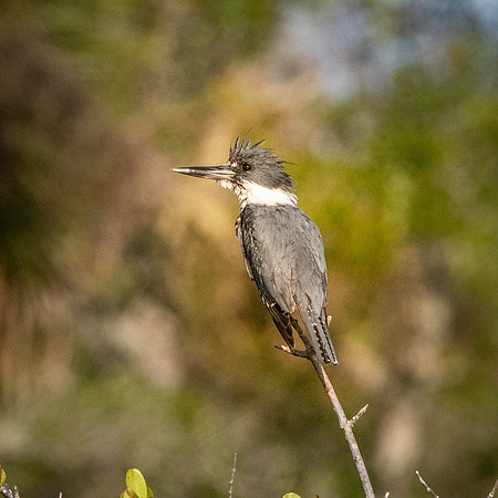 Belted kingfisher
