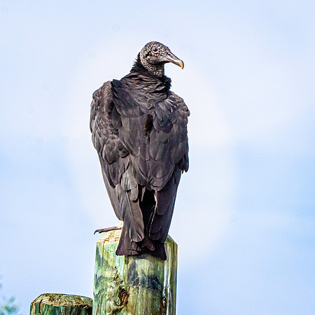 Black vulture