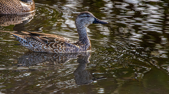 Blue winged teal