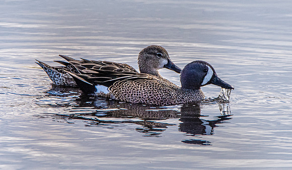 Blue winged teal