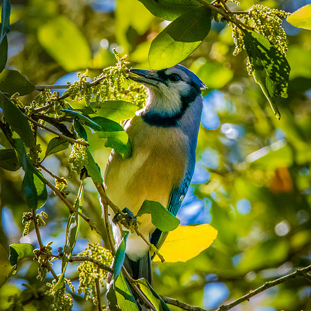 Bluejay