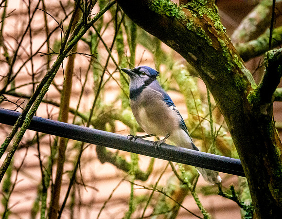 Bluejay