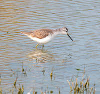 Marsh sandpiper