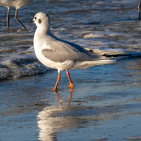Bonaparte's gull