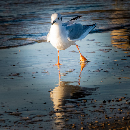 Bonaparte's gull