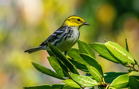 Black throated green warbler