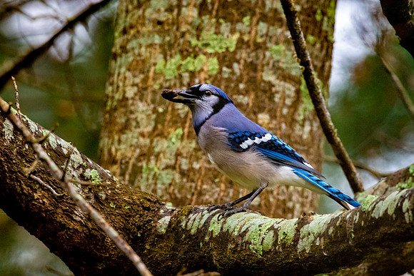 Bluejay