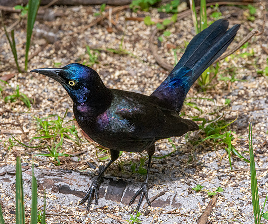 Boat tailed grackle