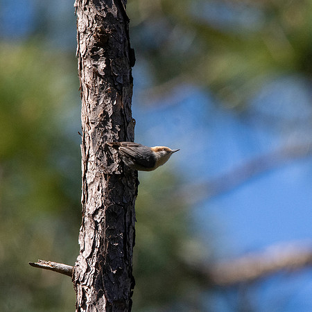 Brown headed nuthatch