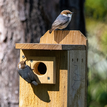 Brown headed nuthatch