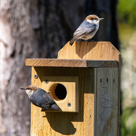 Brown headed nuthatch