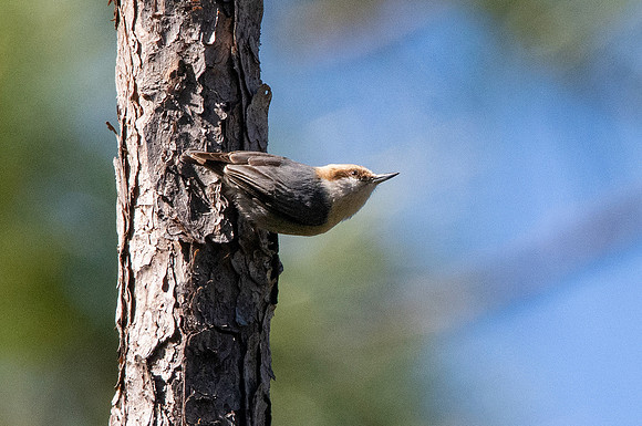 Brown headed nuthatch