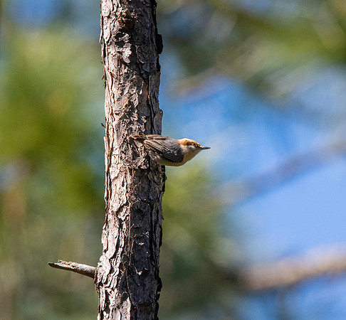 Brown headed nuthatch