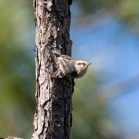 Brown headed nuthatch