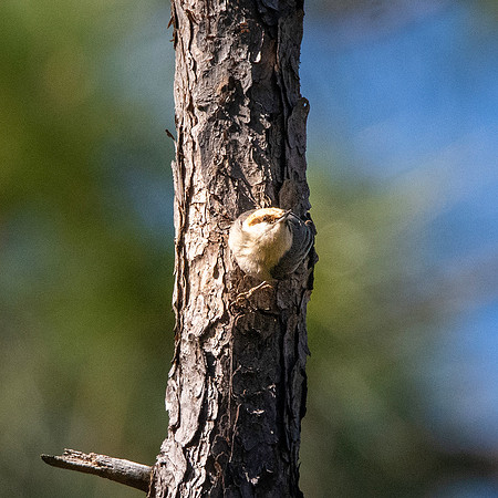 Brown headed nuthatch
