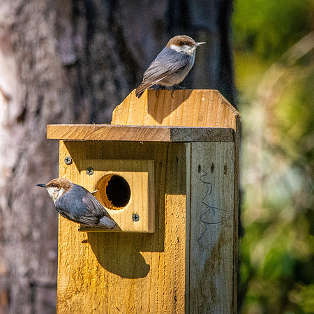 Brown headed nuthatch