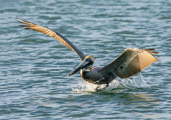 Brown pelican