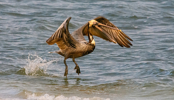Brown pelican