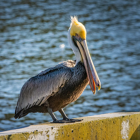 Brown pelican