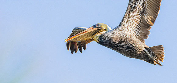 Brown pelican