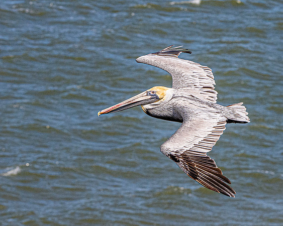 Brown pelican