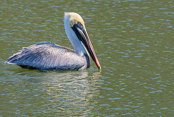 Brown pelican