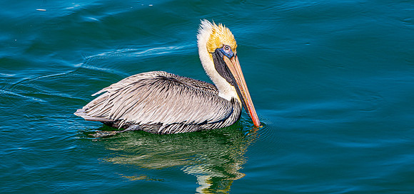 Brown pelican